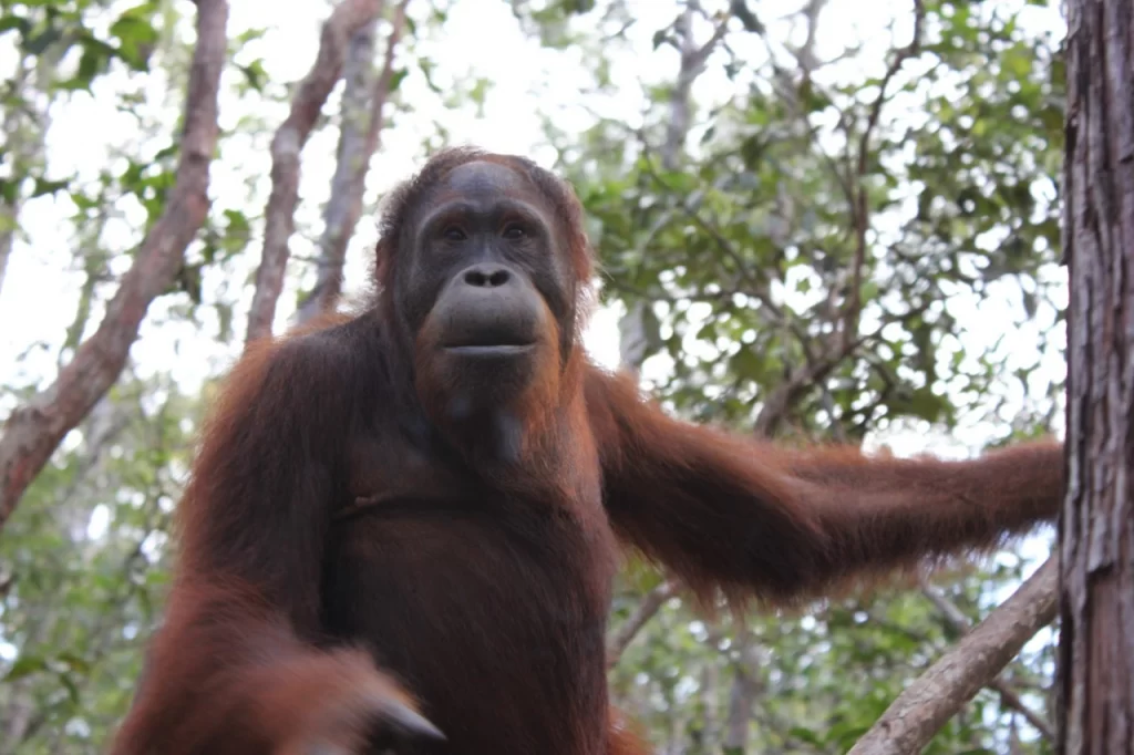 an orangutan