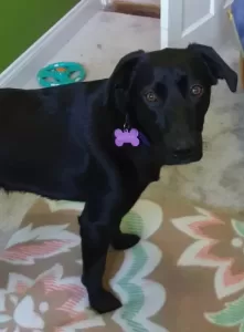 Layla, our black lab pup