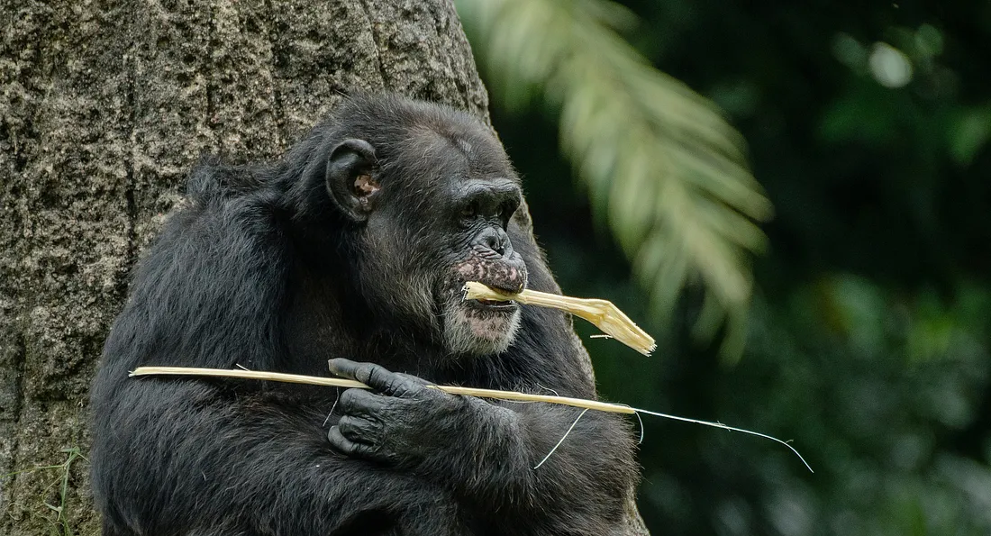 A chimpanzee with a tool