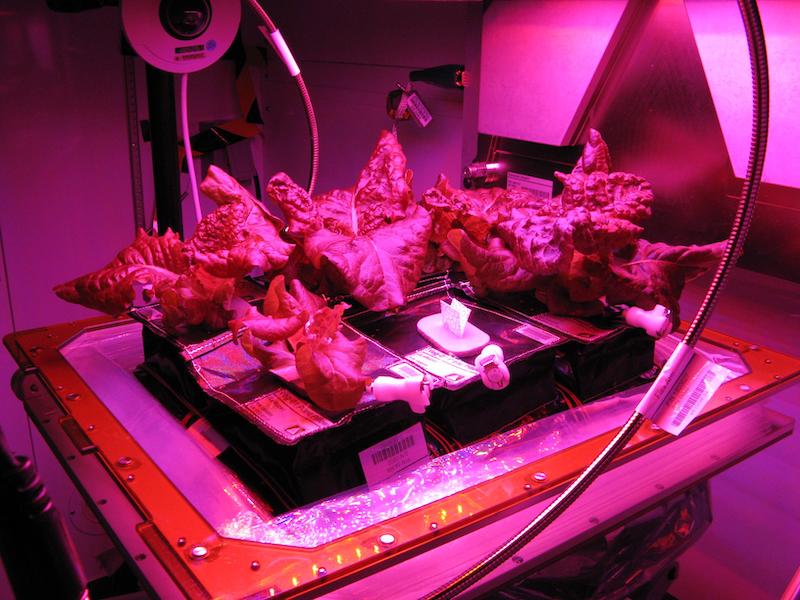 Lettuce aboard the ISS in the Veggie-03 experiment. Copyright: NASA