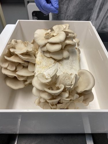 Edible fungi prepared by Interstellar Lab’s NUCLEUS food production system. Credits: NASA/Methuselah Foundation